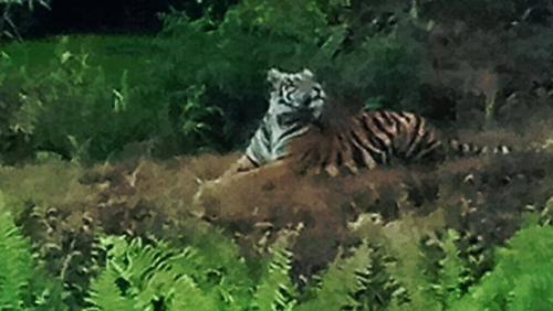 Lima Ekor Harimau Sumatera Berkeliaran di Kebun Sawit Perusahaan di Pelalawan Riau