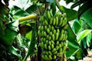 GoRiau Demi Beli Sepatu Anak, Buruh di Pekanbaru Ini Nekad Curi Setandan Pisang di Area Stadion Utama Riau