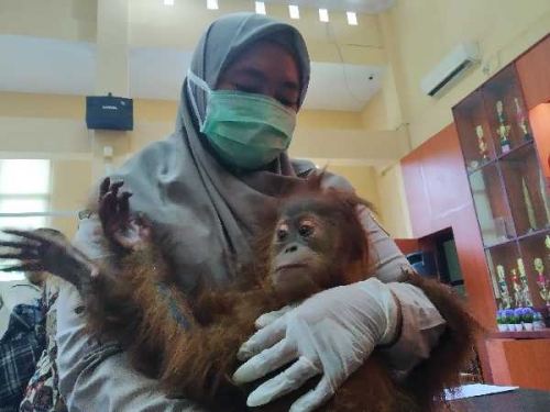 Tujuh Ekor Satwa yang akan Diseludupkan ke Malaysia Bukan Berasal dari Riau