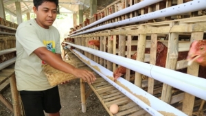 GoRiau Harga Ayam Anjlok Hingga Rp7.000/Kg, Pemerintah Malah Imbau Peternak Bagikan Gratis ke Masyarakat