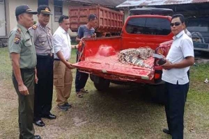 GoRiau Sering Resahkan Warga, Buaya Sepanjang 3 Meter di Kuansing Ditangkap dan Diserahkan ke Polisi