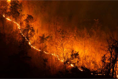 GoRiau Puntung Rokoknya Sebabkan Karhutla, Warga Rohil Riau Ditangkap