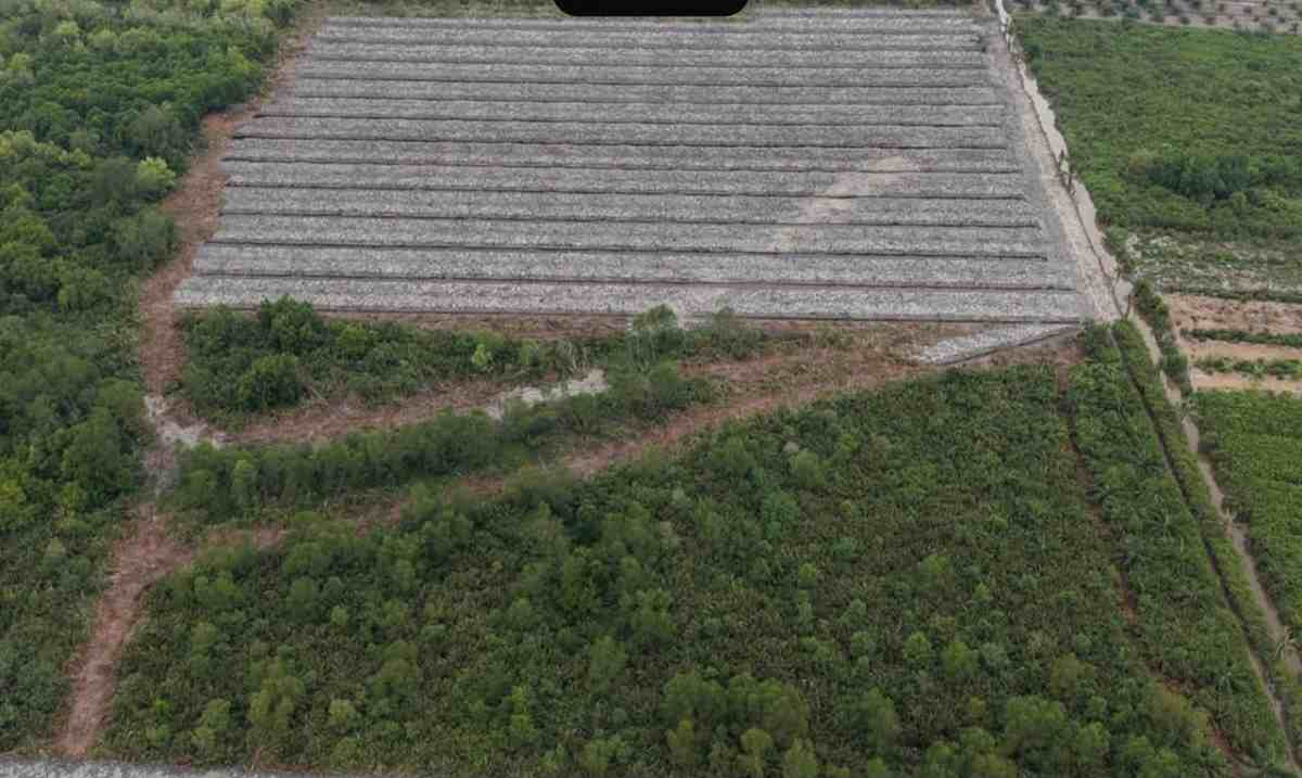Babat Hutan Mangrove Tiga Hektare, Penghulu Teluk Piyai Rokan Hilir Resmi Ditahan Polisi