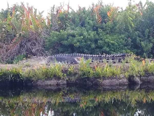 Ngeri.., Seekor Buaya Berukuran Besar Tengah Naik ke Daratan Tertangkap Kamera Warga Teluk Belengkong Inhil