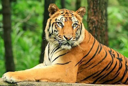 Tiga Hari di Pulau Burung, Ini Hasil Pantauan BKSDA terhadap Harimau yang Resahkan Warga