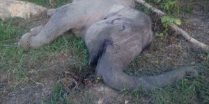 GoRiau Tersangka Pembunuh Gajah Yongki Tewas Disiksa Polisi