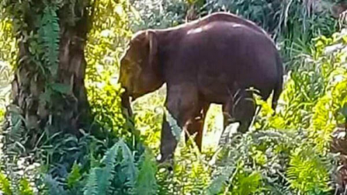 Sudah 3 Pekan, Gajah Sedang Birahi Berkeliaran dan Rusak Kebun Warga di Riau