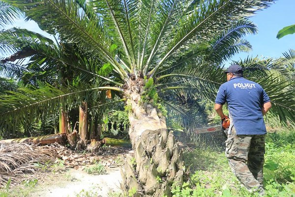 Temukan Kebun Sawit di Suaka Margasatwa Giam Siak Kecil, KSDA Riau Langsung Potong dan Pasang Spanduk