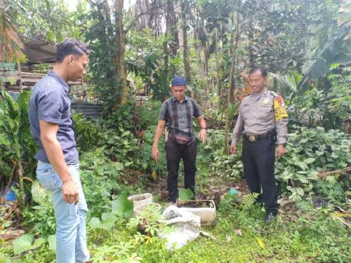Polisi Temukan Tanaman Ganja Dalam Pot di Pangkalan Kuras