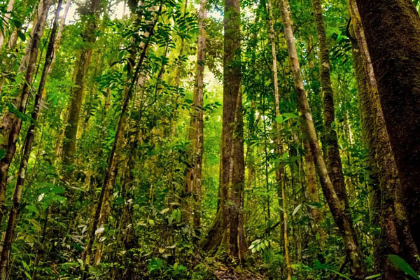 Ranperda Perlindungan dan Pengelolaan Lingkungan Hidup akan Mewujudkan Riau Hijau