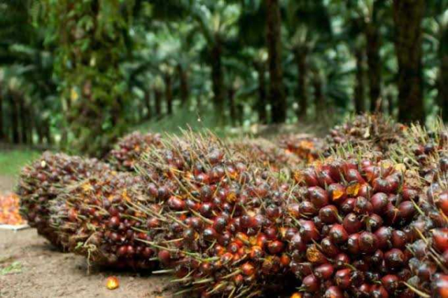 Harga Sawit Plasma Riau Naik, Tembus Rp3.467 per Kg untuk Umur 9 Tahun