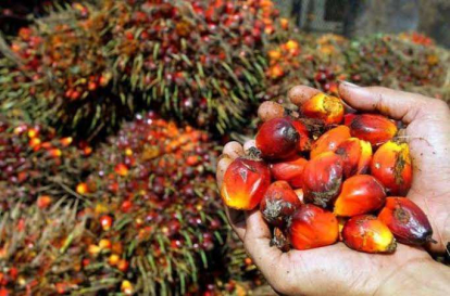 GoRiau Harga TBS Sawit Swadaya Riau Juga Naik, Umur 9 Tahun Tembus Rp3.412 per Kg
