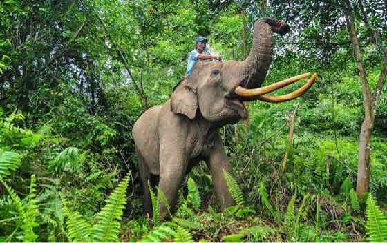 Video Warga Rusak Pos Jaga TNTN Viral, Chicco Jerikho Desak Negara Pulihkan Kawasan Konservasi