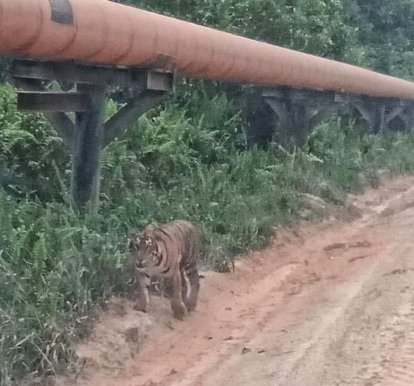 GoRiau BBKSDA Riau Turunkan Tim Cek Kemunculan Harimau di Dayun Siak