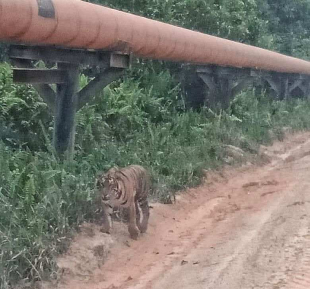BBKSDA Riau Turunkan Tim Cek Kemunculan Harimau di Dayun Siak