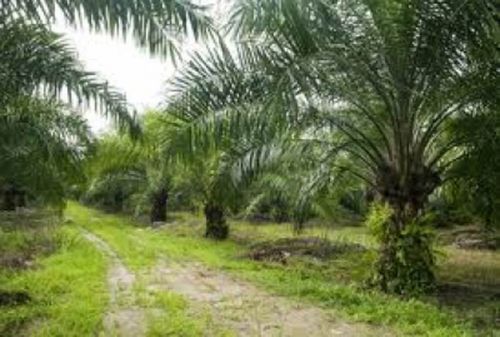 Sertifikasi ISPO untuk Petani Swadaya di Riau Dimulai