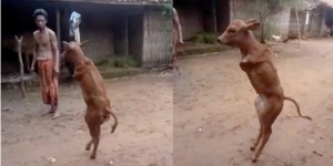 GoRiau Unik, Anak Sapi Ini Hanya Miliki 2 Kaki dan Berjalan Seperti Manusia, Begini Penampakannya