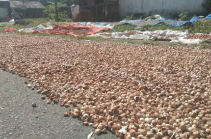 GoRiau Harga Pinang Kering di Riau Naik Jadi Rp9.460