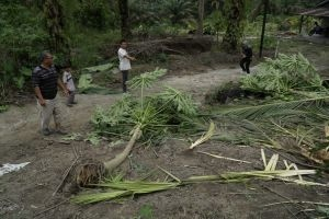 Tanaman Dirusak Gajah, Pemilik Kebun di Rumbai Barat Minta Tolong ke BKSDA