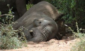 GoRiau Pemburu Profesional Diduga Terlibat Kematian Tujuh Gajah di Riau