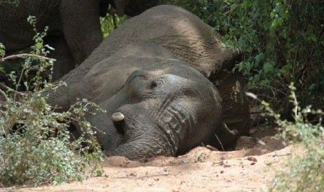 Pemburu Profesional Diduga Terlibat Kematian Tujuh Gajah di Riau
