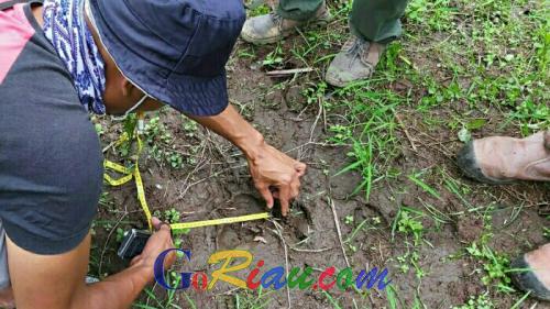 BKSDA Riau Pasang Kamera di Lokasi Temuan Jejak Harimau Sumatera di Kuala Tolam Pelalawan
