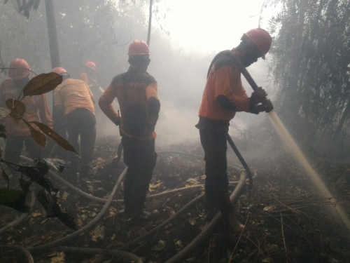 46 Alat Pemantau TMA Gambut di Riau Menunjukkan Status Bahaya, BRG Lakukan Operasi Cepat Pembasahan