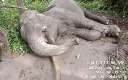 Polda Riau Periksa Internal dan Eksternal Balai Konservasi TNTN Terkait Kematian Gajah