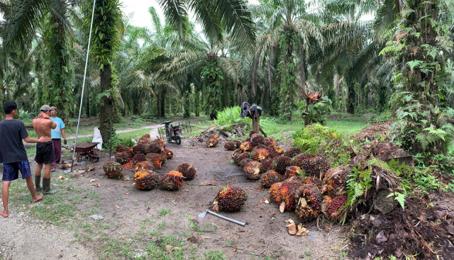 Harga TBS Sawit di Riau Ditetapkan Rp3.919,87 per Kg, PKS Dilarang Turunkan Harga Sepihak