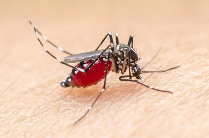 Waspada Peningkatan DBD, Semua Kelurahan di Pekanbaru Diimbau Gelar Goro Massal Besok Pagi