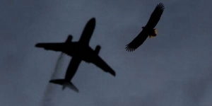 GoRiau Baru Lepas Landas, Pesawat Garuda Terpaksa Mendarat Lagi Gara-gara Tabrak Burung