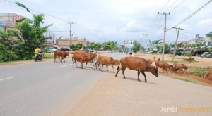 GoRiau Banyak Ternak Berkeliaran di Jalinsum, Pemudik Diimbau Waspada