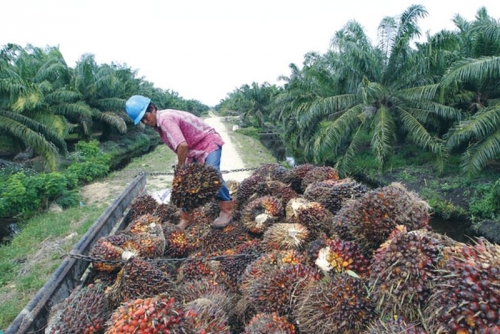 Harga TBS Sawit Pekan Ini Naik Rp24,07 per Kilogram