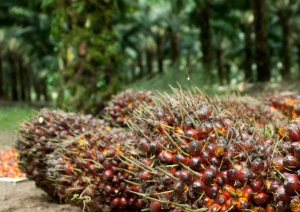 GoRiau Dari Sawit Hanya Dapat Rp1 Juta Per Hektar Perbulan, Petani Siak Ini Beralih Beternak Ikan, Ini Hasilnya..