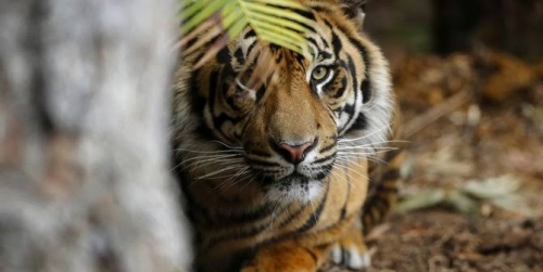 Seorang Pria di Inhil Tewas Mengenaskan Diterkam Harimau, BBKSDA Turunkan Tim ke Lokasi