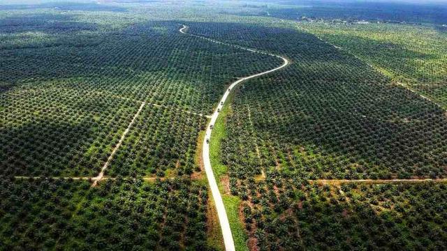 1,44 Juta Hektare Hutan yang Digunakan untuk Kebun dan Tambang Ilegal di Riau akan Diampuni, Ini Skemanya..