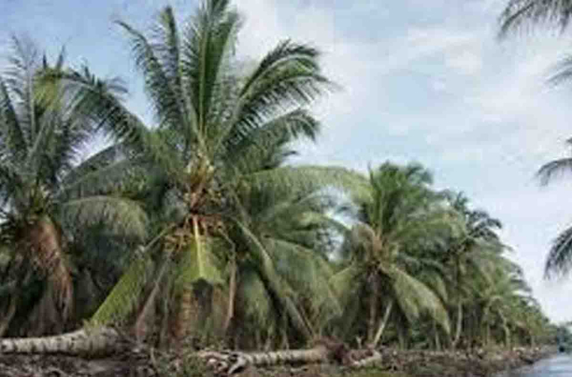 Riau Siapkan Peremajaan 43 Ribu Hektare Kelapa, Tiga Pabrik Baru Dibangun di Inhil