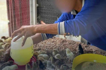 GoRiau WBP Lapas Rumbai Pekanbaru Dapat Pelatihan Beternak Ayam, Siapkan Kemandirian Pasca Bebas