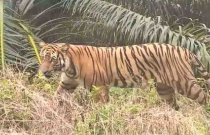 GoRiau Penampakan Harimau Sumatera Besar Bikin Warga Pelalawan Riau Geger