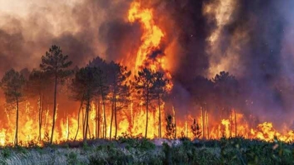 WALHI Laporkan 47 Perusahaan di Riau yang Konsesinya Terindikasi Terbakar