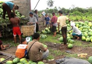 GoRiau Si Hijau Manis dari Desa Penghidupan Kampar