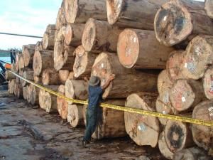 Diamankan, Kapal Tanpa Nama Angkut Kayu Ilegal