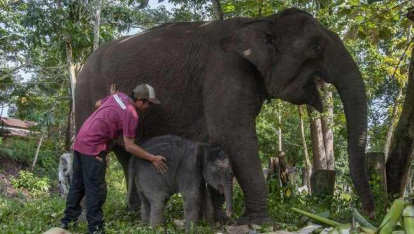 GoRiau Tagar #SaveTNTN Pelalawan Riau Menggema, Susi Pudjiastuti hingga Artis Turun Suara Selamatkan Tesso Nilo
