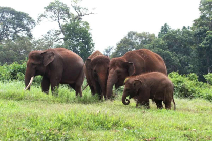 GoRiau Populasi Gajah di Tesso Nilo Pelalawan Riau Tinggal 150 Ekor, Hutan Berubah Jadi Kebun