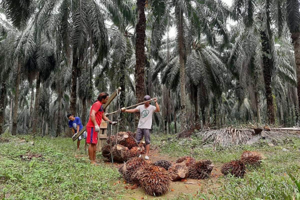 Riau Sudah Replanting 32.283,39 Hektare Lahan Kelapa Sawit