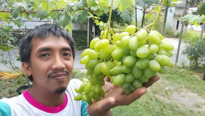 GoRiau Berkat FB, Penjual Bibit Anggur di Pekanbaru Ini Raup Omzet Hingga Puluhan Juta Rupiah