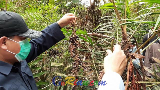 Goriau Mengenal Jernang Tumbuhan Penghasil Dragon Blood Yang Harganya Jutaan Rupiah