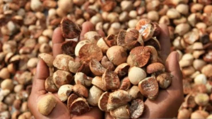 GoRiau Berikut Harga Pinang Kering di Riau Pekan Ini