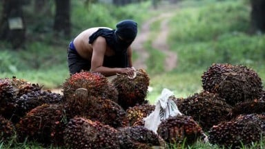 11.666 Pekerja Sawit Riau Siap Jadi Peserta BPJamsostek
