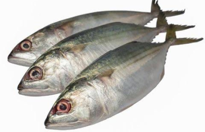 Ikan Kembung Berkhasiat Tingkatkan Fungsi Organ Reproduksi Pria